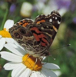 'Spring in the Western Canaries' tour turns up 18 species of butterflies...